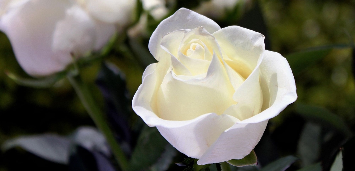 Weiße Rosenblüte, im Hintergrund weitere weiße Rosen