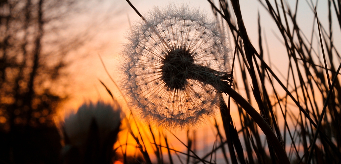 eine Pusteblume im Sonnenuntergang