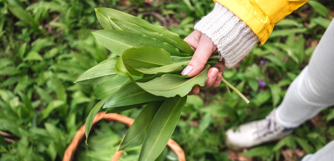 Hand hält Bärlauch-Strauß über Waldboden