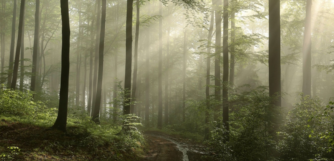 Waldweg im Nebel mit Sonnenstrahlen 