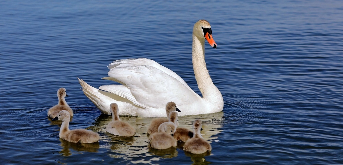 Schwan mit Babyschwänen 