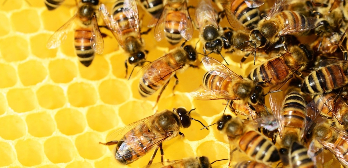 Bienen auf Wabe