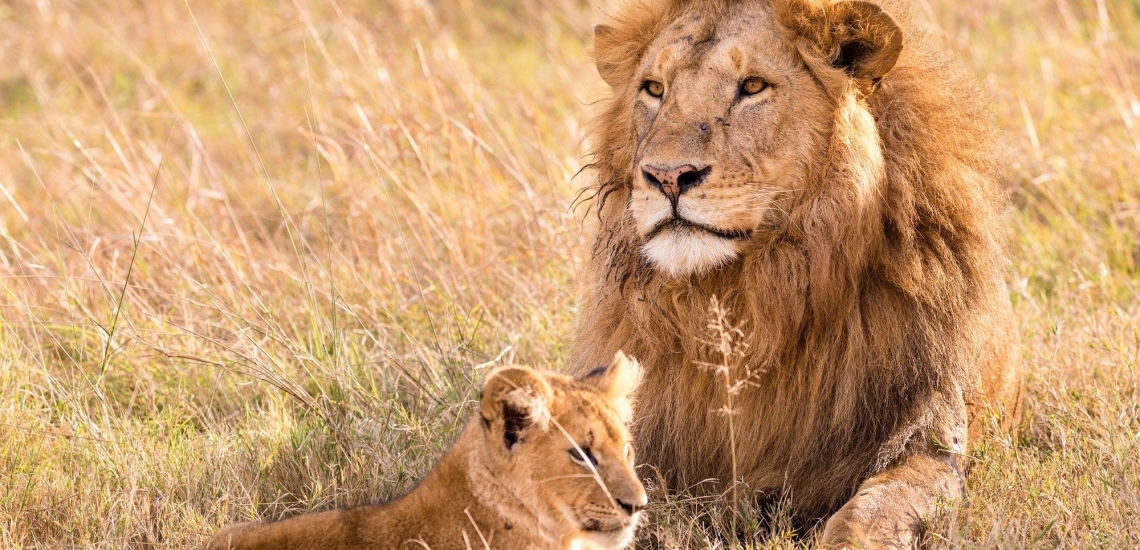 Löwe mit Jungem