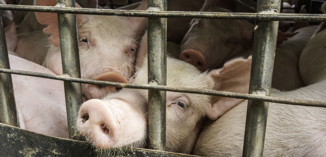 Schweine in Stall