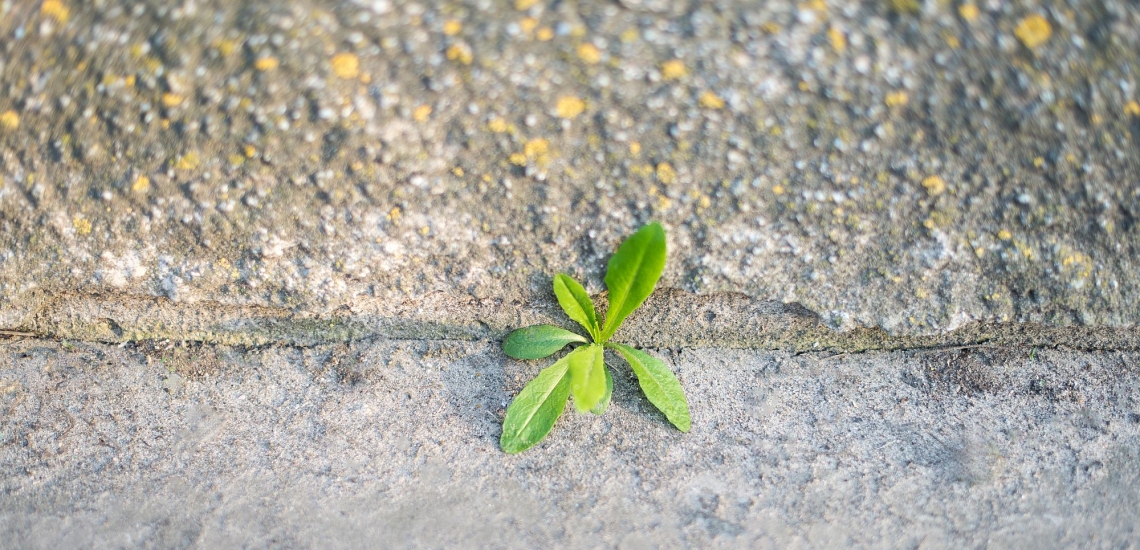 Pflanze bricht durch den Asphalt