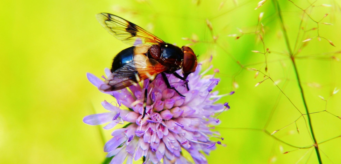 Insekt auf Blüte im Wald 