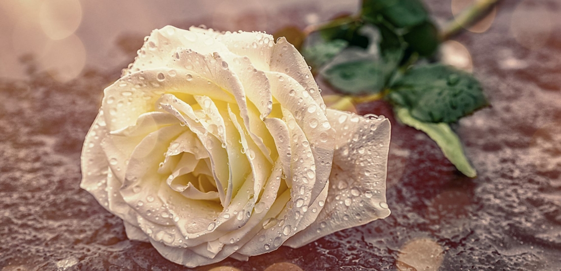 Weiße Rose liegt auf Boden