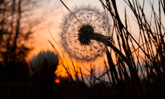 eine Pusteblume im Sonnenuntergang