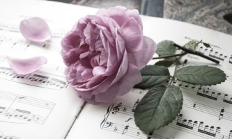 Rose auf Notenblatt, zwei Blütenblätter sind abgefallen