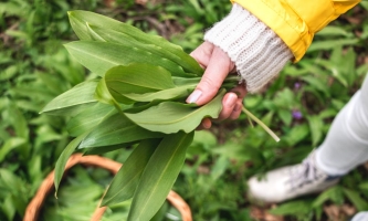 Hand hält Bärlauch-Strauß über Waldboden