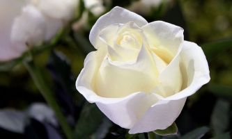 Weiße Rosenblüte, im Hintergrund weitere weiße Rosen
