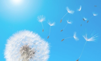 Pusteblume und fliegende Schirmchen vor blauem Himmel