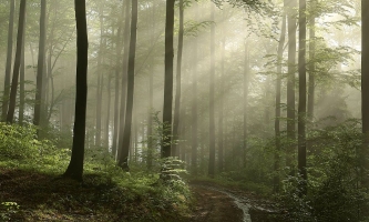 Waldweg im Nebel mit Sonnenstrahlen