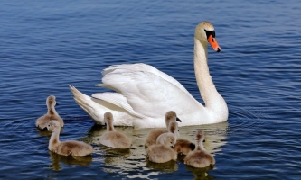 Schwan mit Babyschwänen 