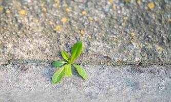 Pflanze bricht durch den Asphalt 