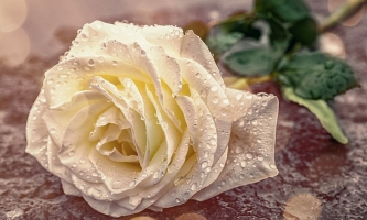 Weiße Rose liegt auf Boden