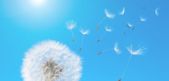 Pusteblume und fliegende Schirmchen vor blauem Himmel